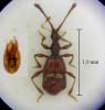 Pselaphus parvus